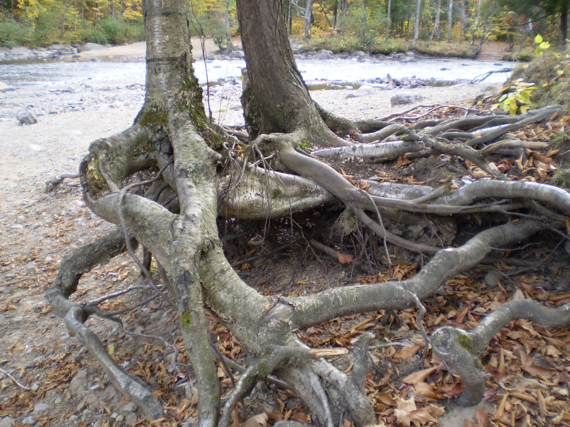 trees root nature free photo