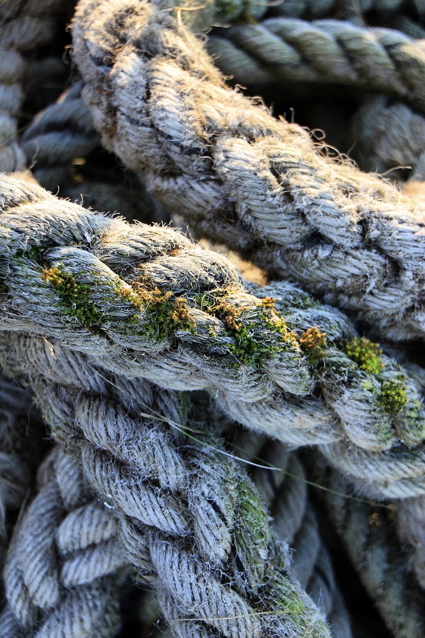 rope moss old free photo