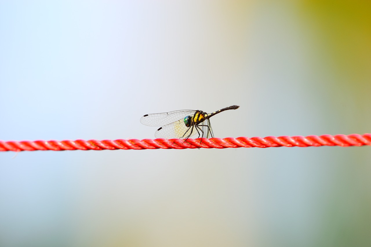 rope  nature  wing free photo