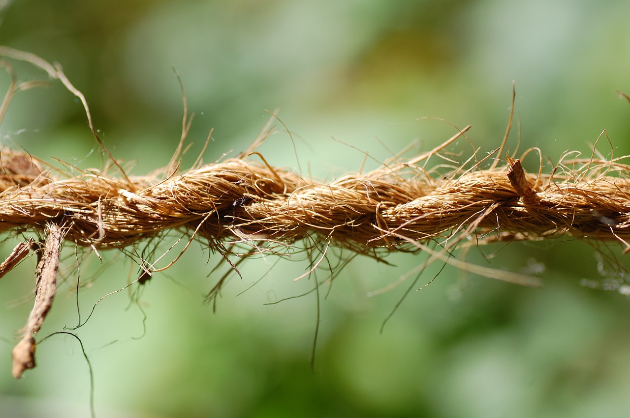 rope nature dew free photo