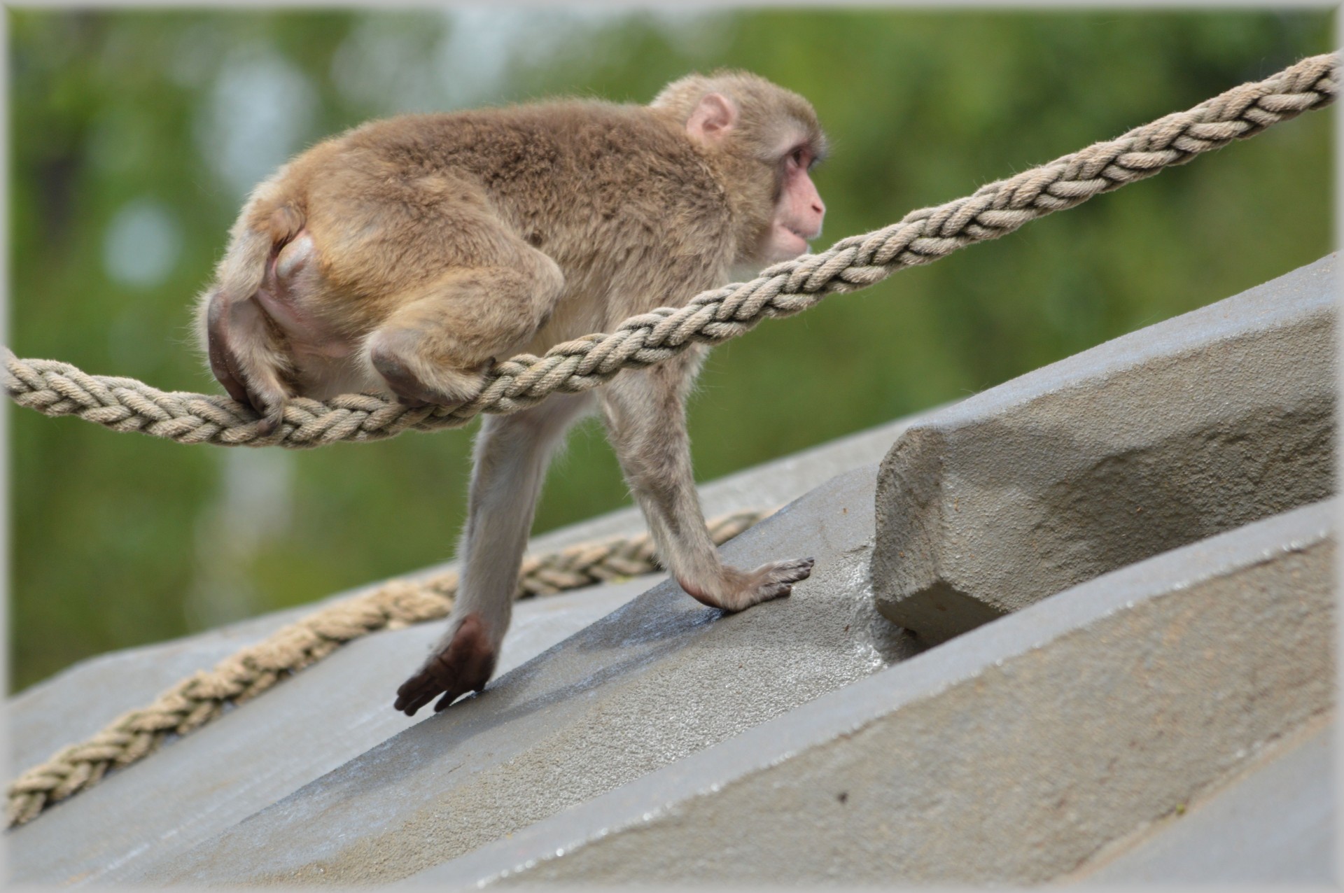 barges zoo food free photo