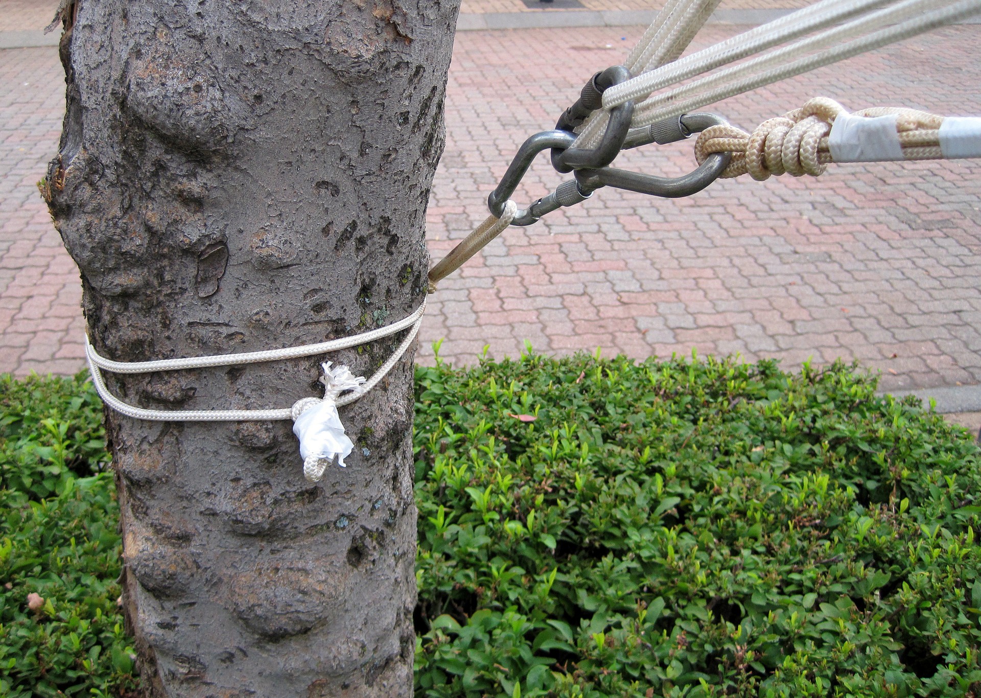 tree rope knots free photo
