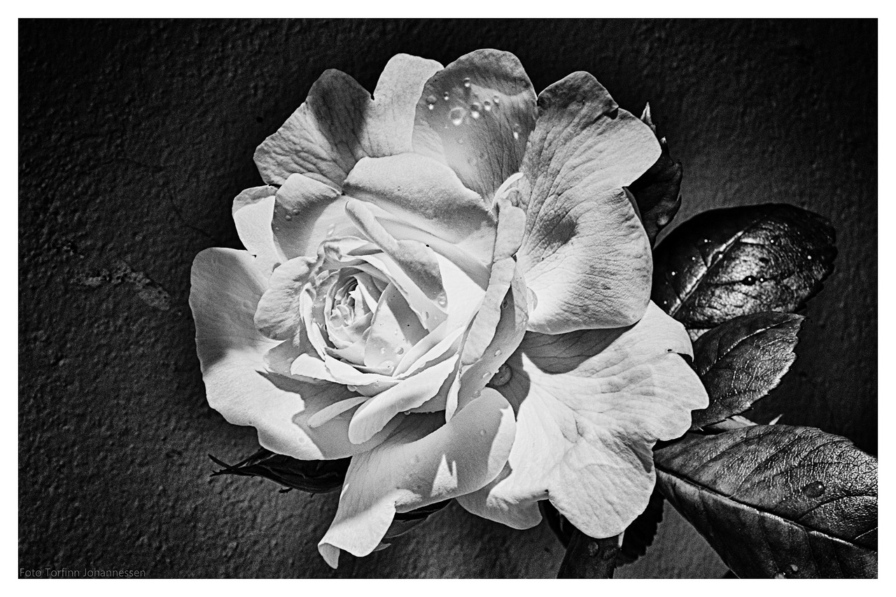 ros flower leaf free photo