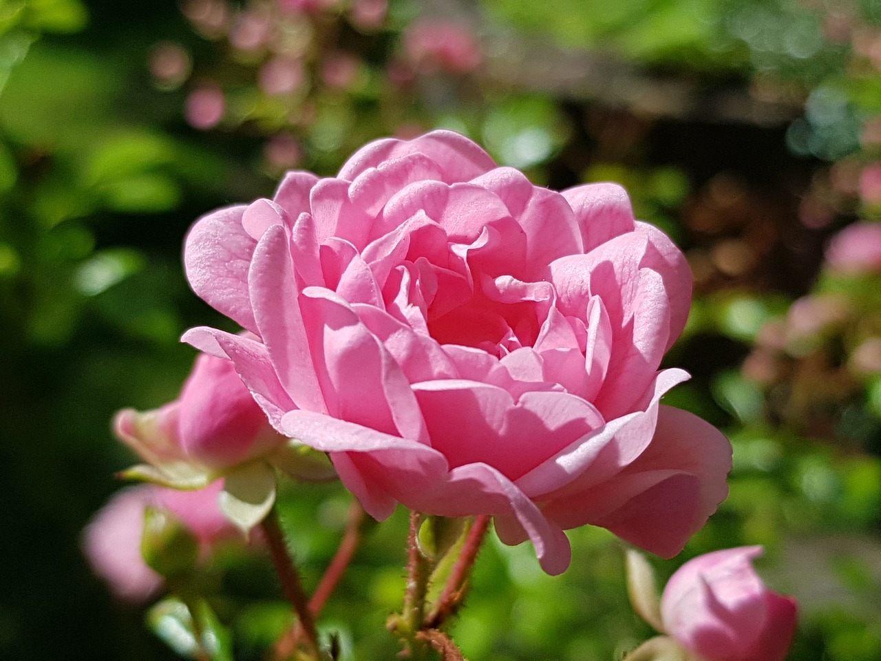 ros pink flower free photo