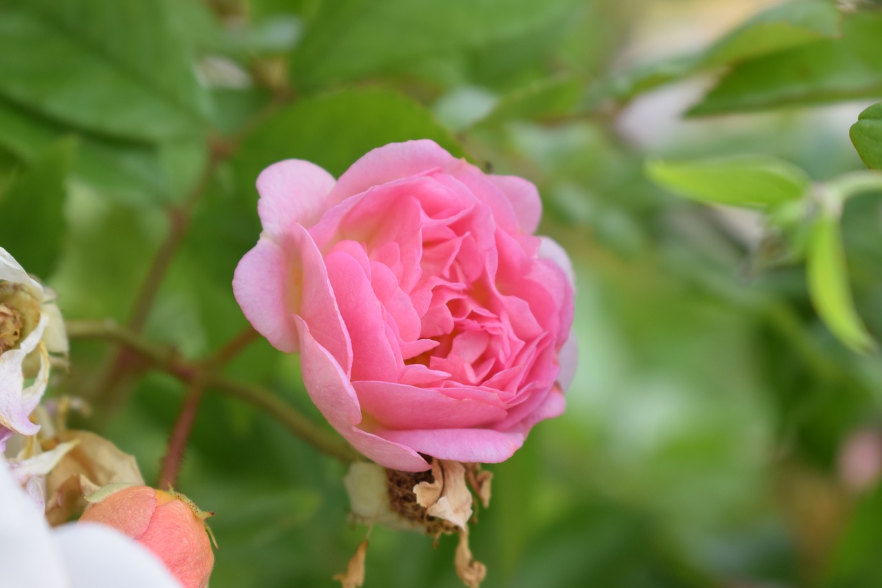 ros shrubs roses