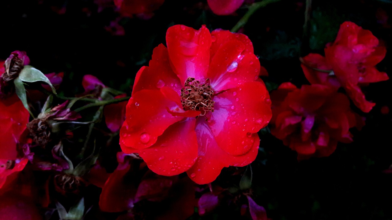 ros roses red free photo