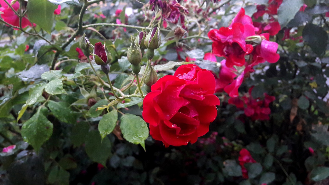 ros roses red free photo