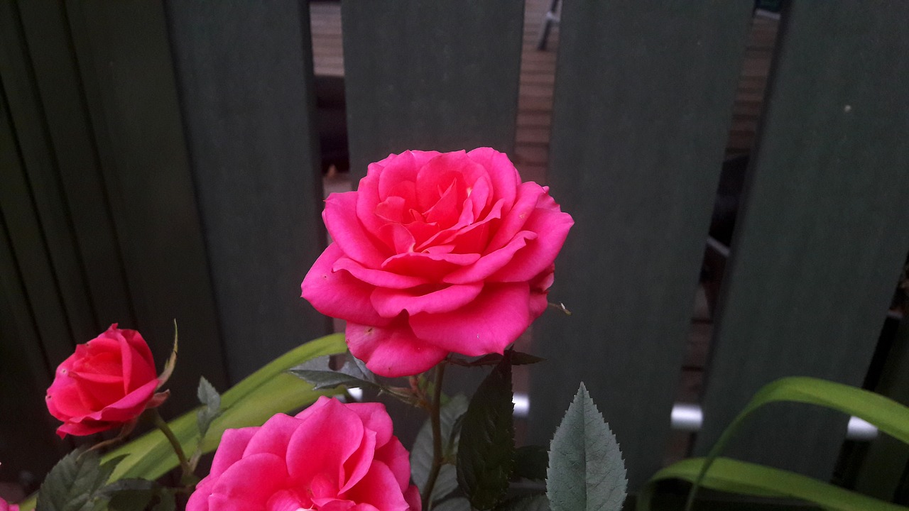 ros roses pink free photo