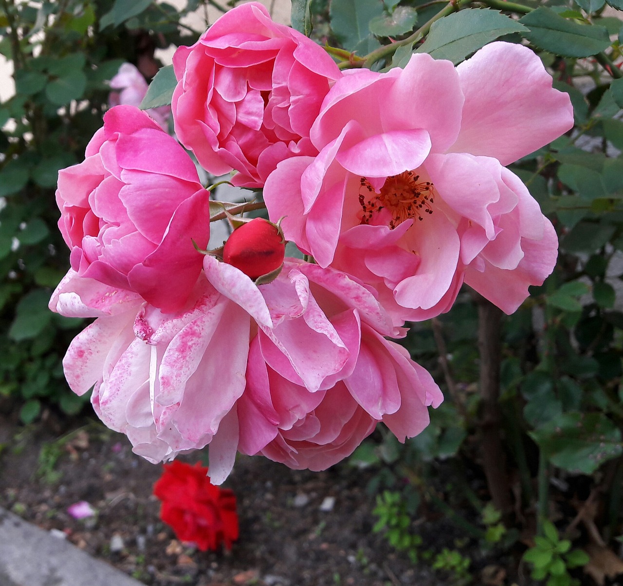 ros roses beautiful free photo
