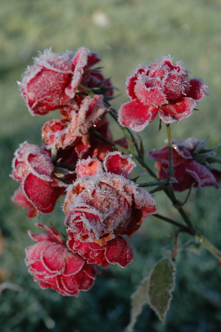ros roses frozen free photo