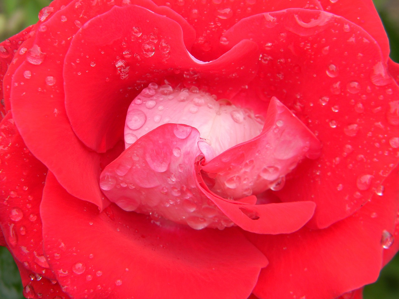 rosa water drop free photo