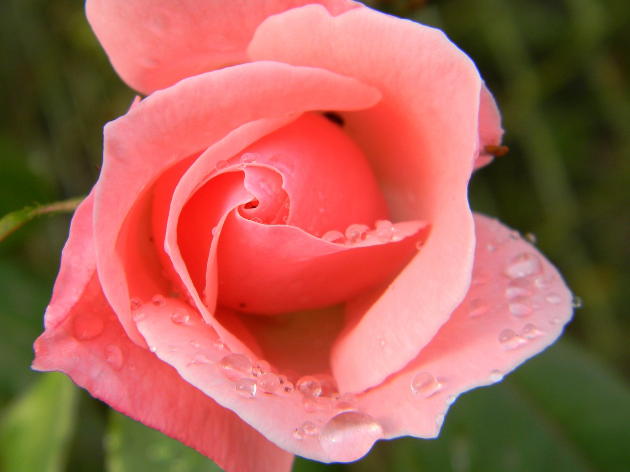 rosa flower water free photo