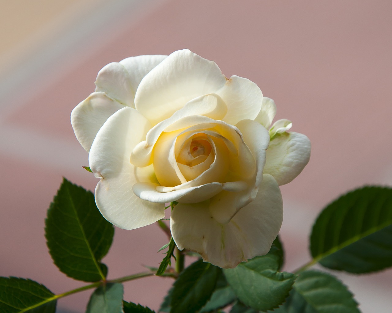 rosa petals white roses free photo