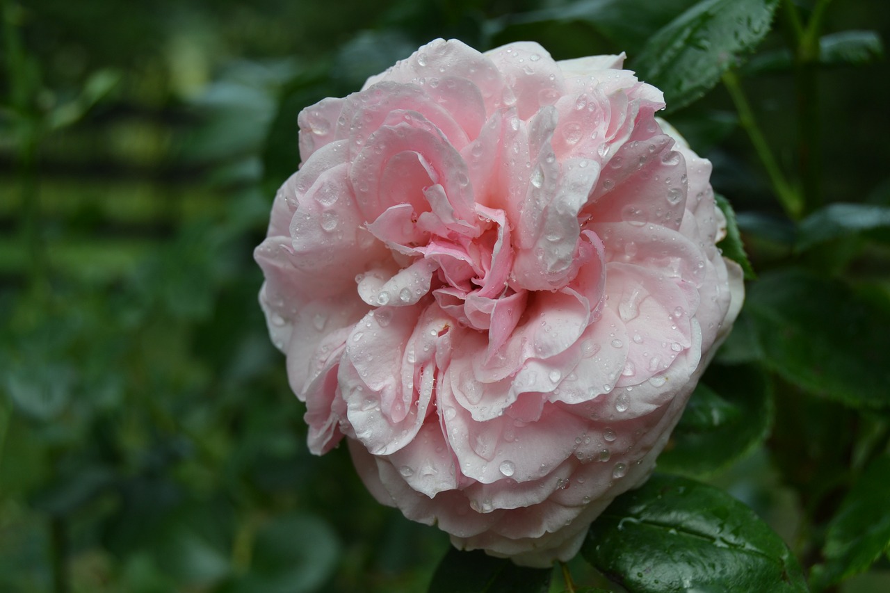 flower drop rosa free photo