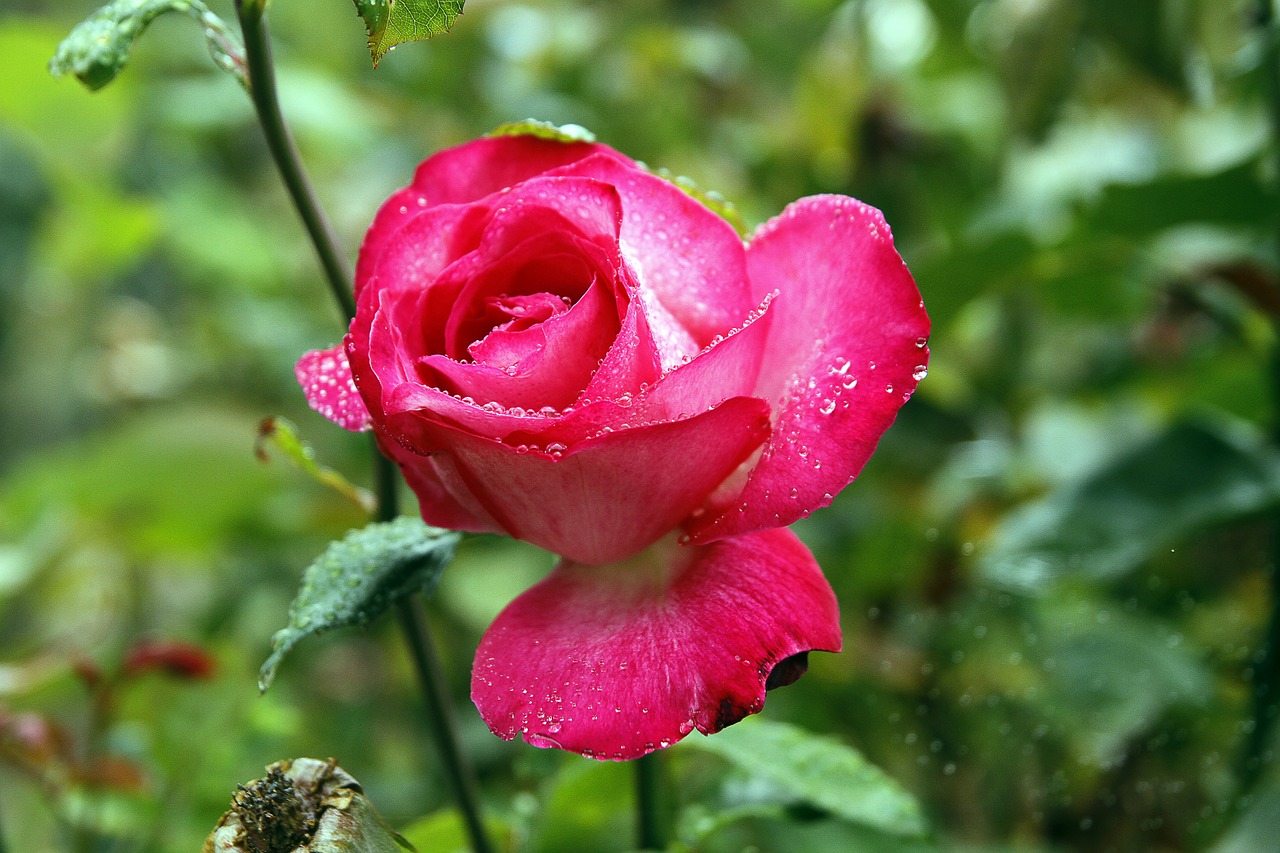 rosa flower nature free photo