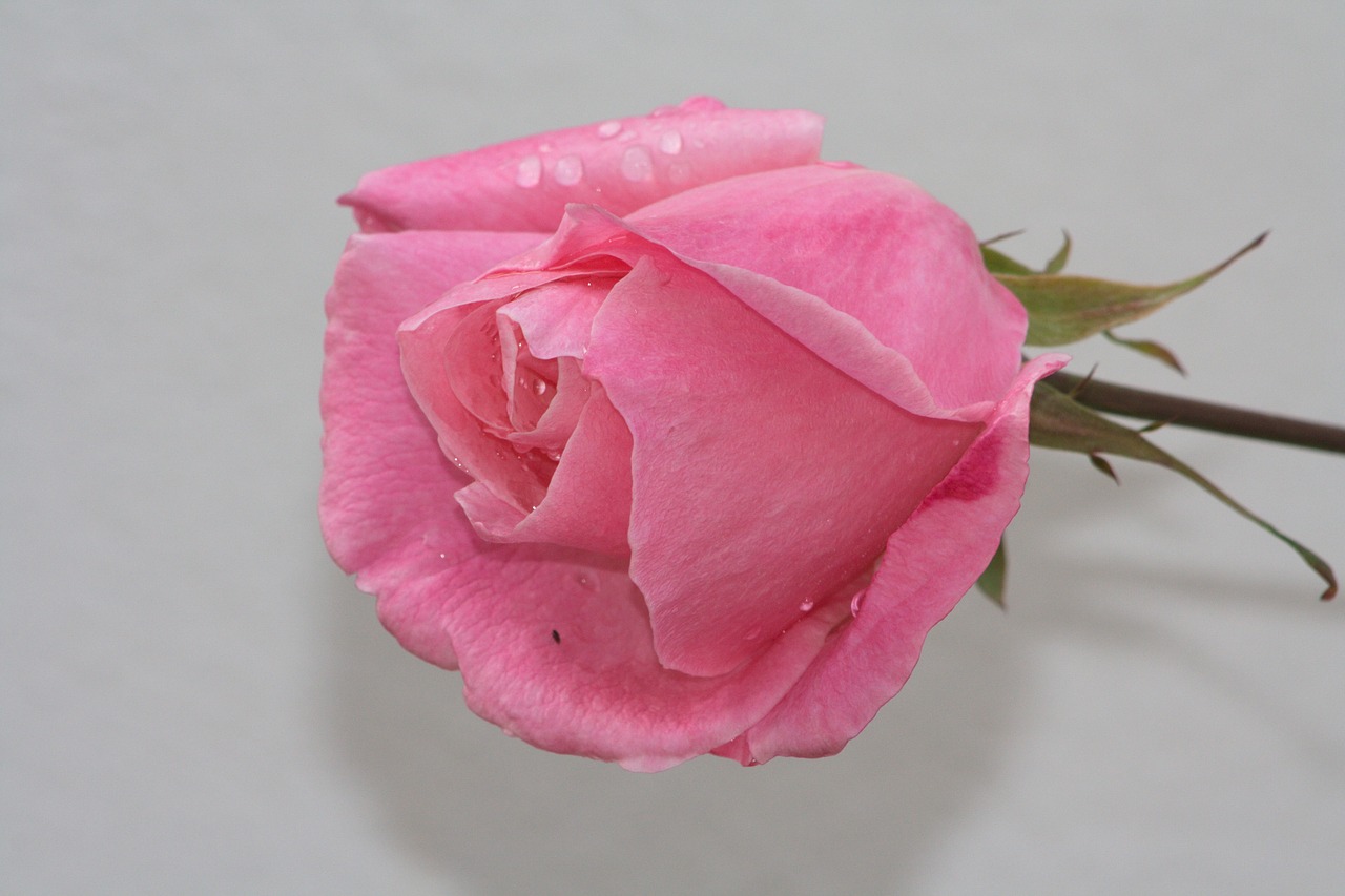 rosa flower thorns free photo