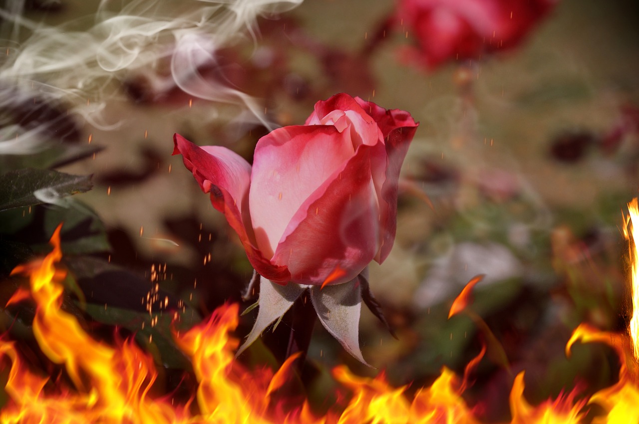 rosa fire hot free photo