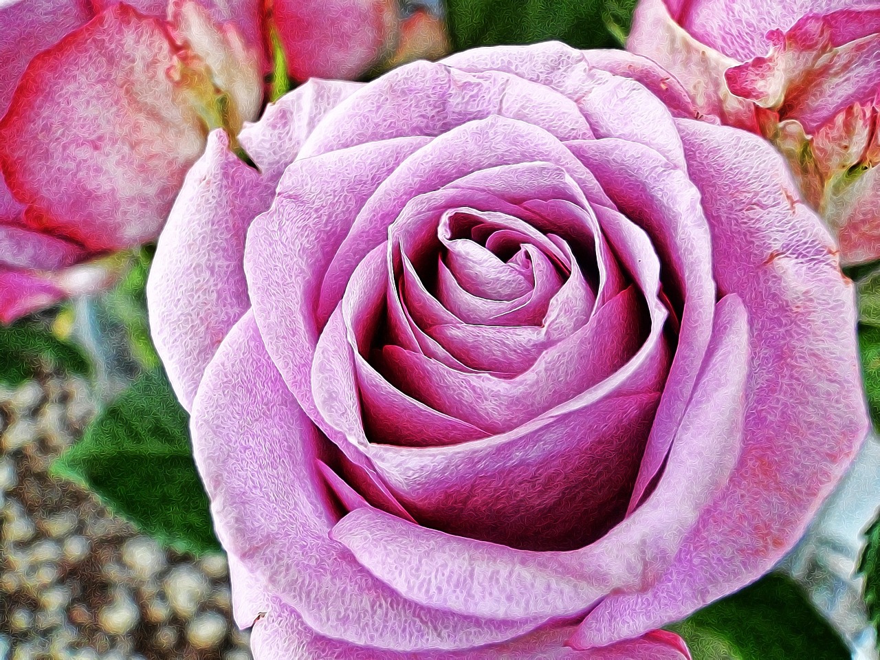 rosa lilac petals free photo