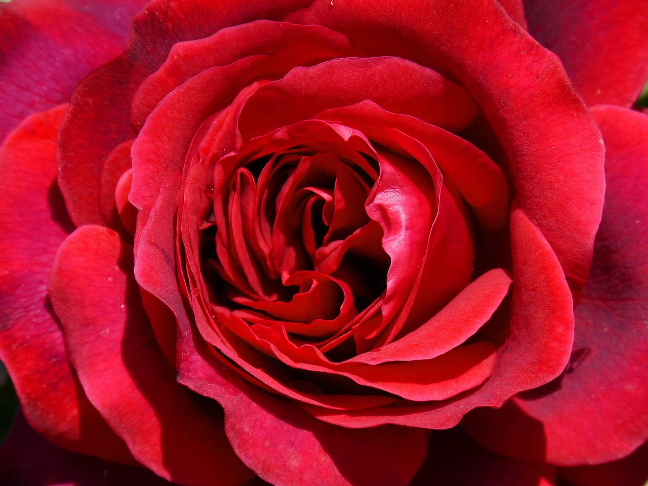rosa red rose sant jordi free photo