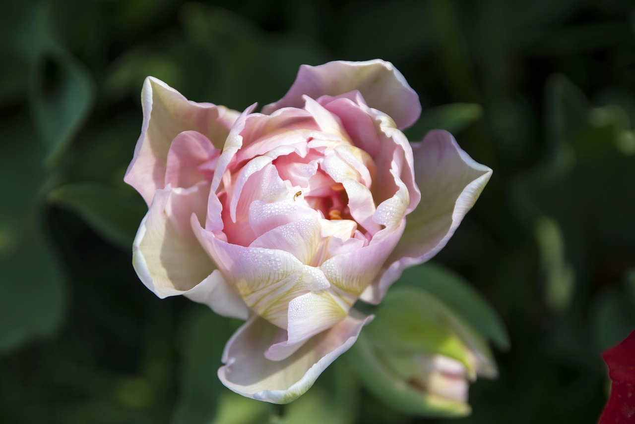 rosa flower blossomed free photo