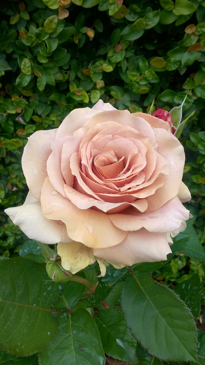 rosa flower antique pink free photo