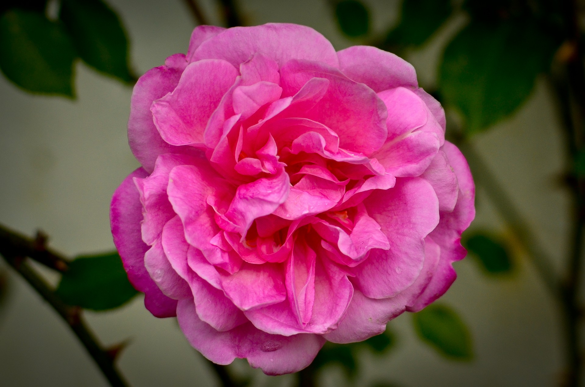 pink flower rose free photo