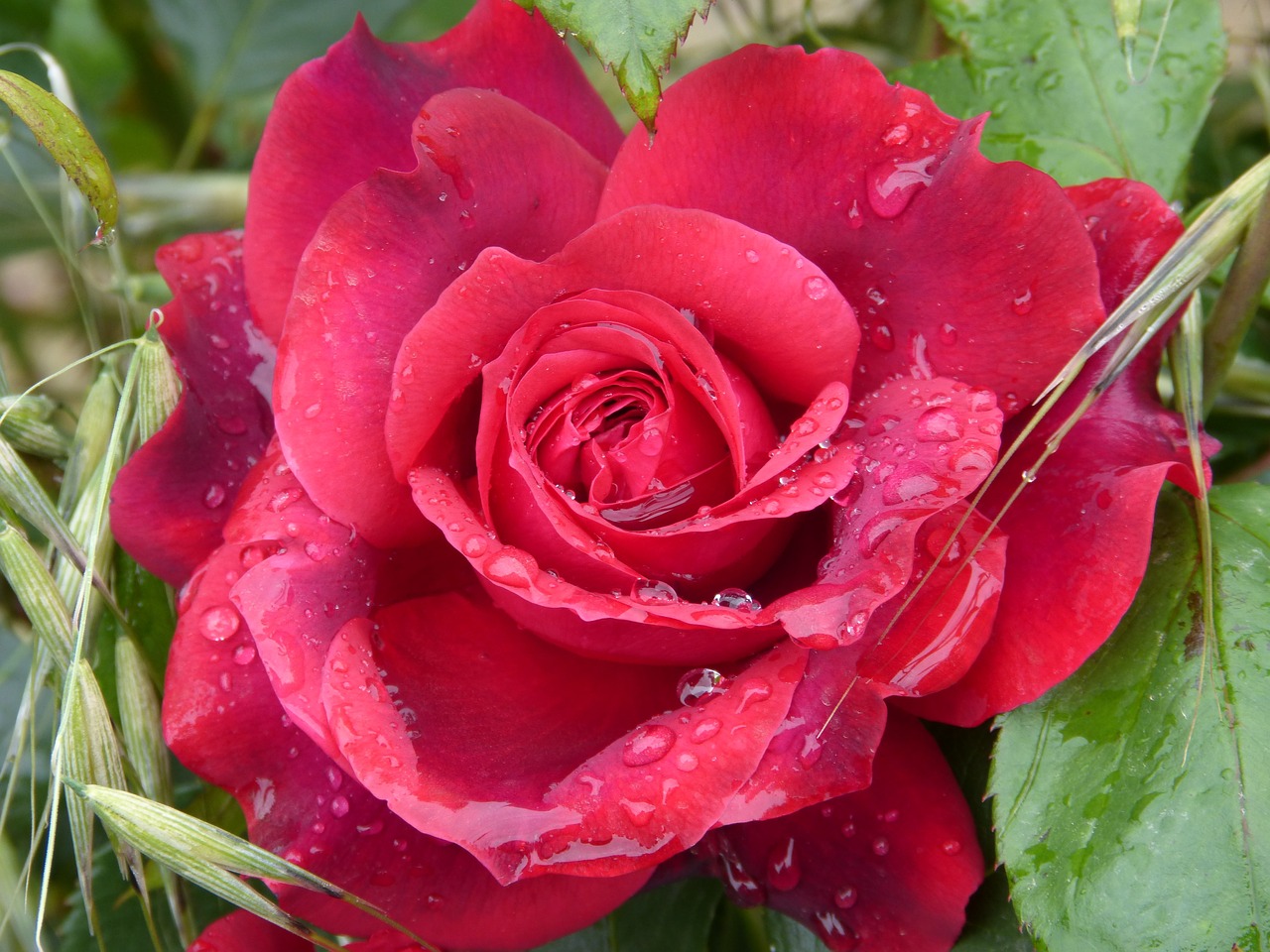 rosa moisture red rose drops free photo