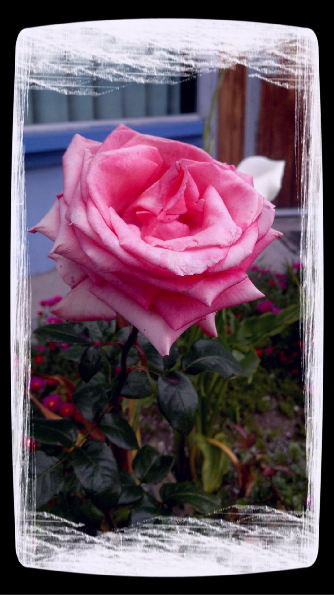 pink rose rose free photo