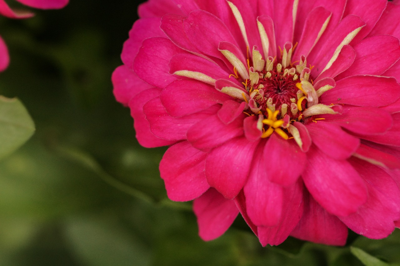 rosa mexican rose pink flower free photo