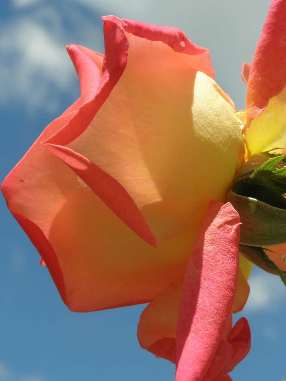 rosa sky petals free photo