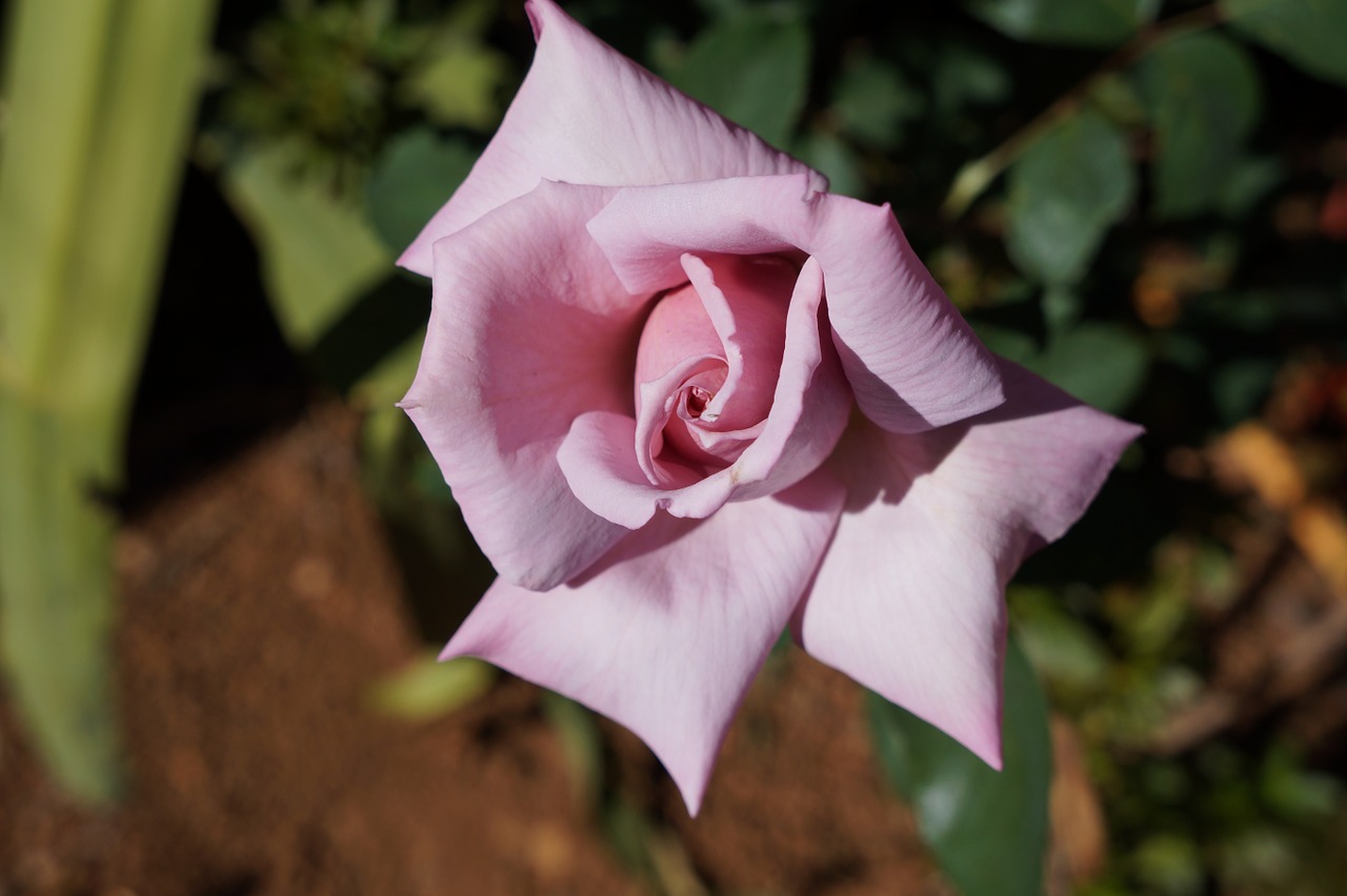 rosa flower lilas free photo