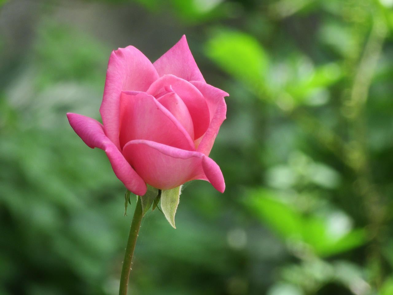 rosa garden flower free photo