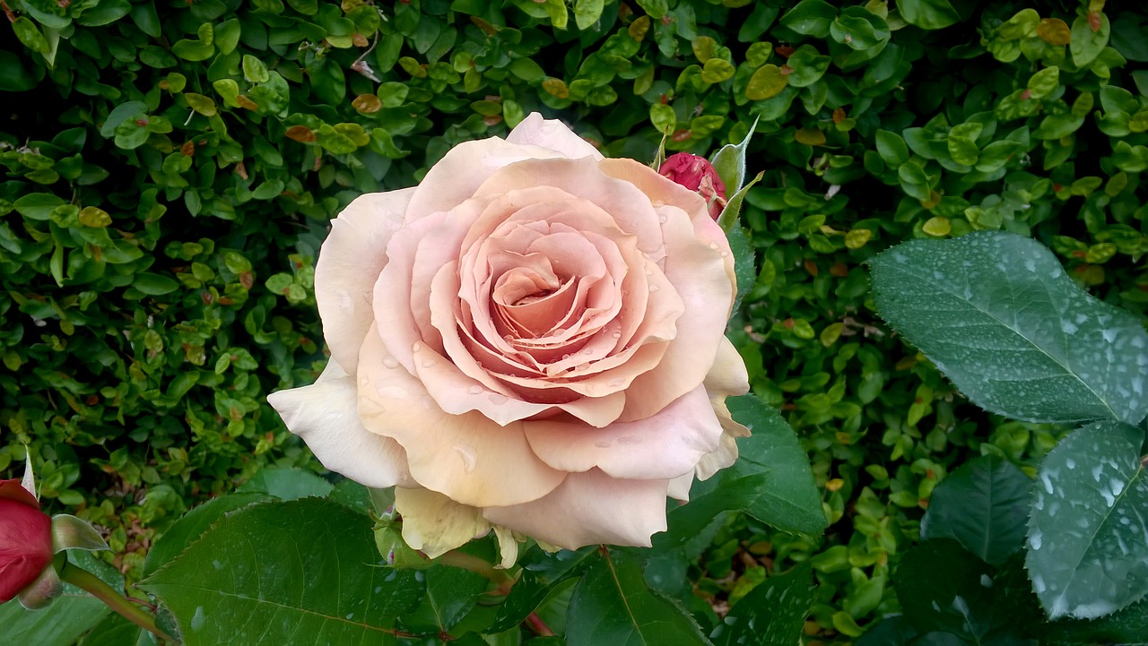 rosa flower green free photo