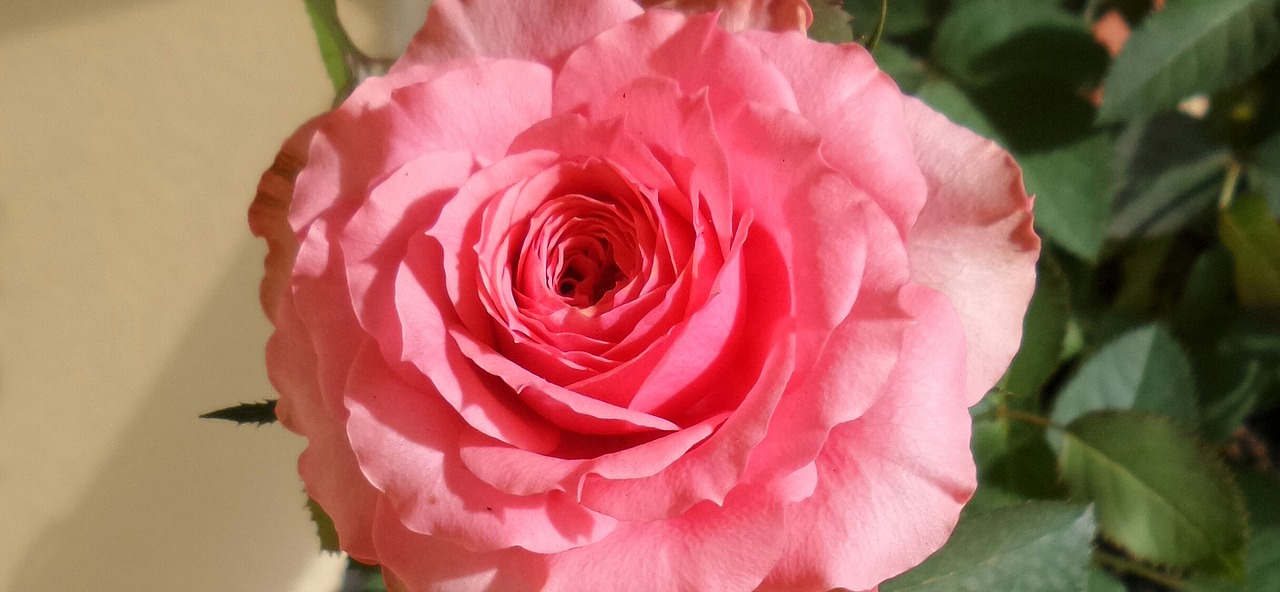 rosa flower color pink pink flower free photo