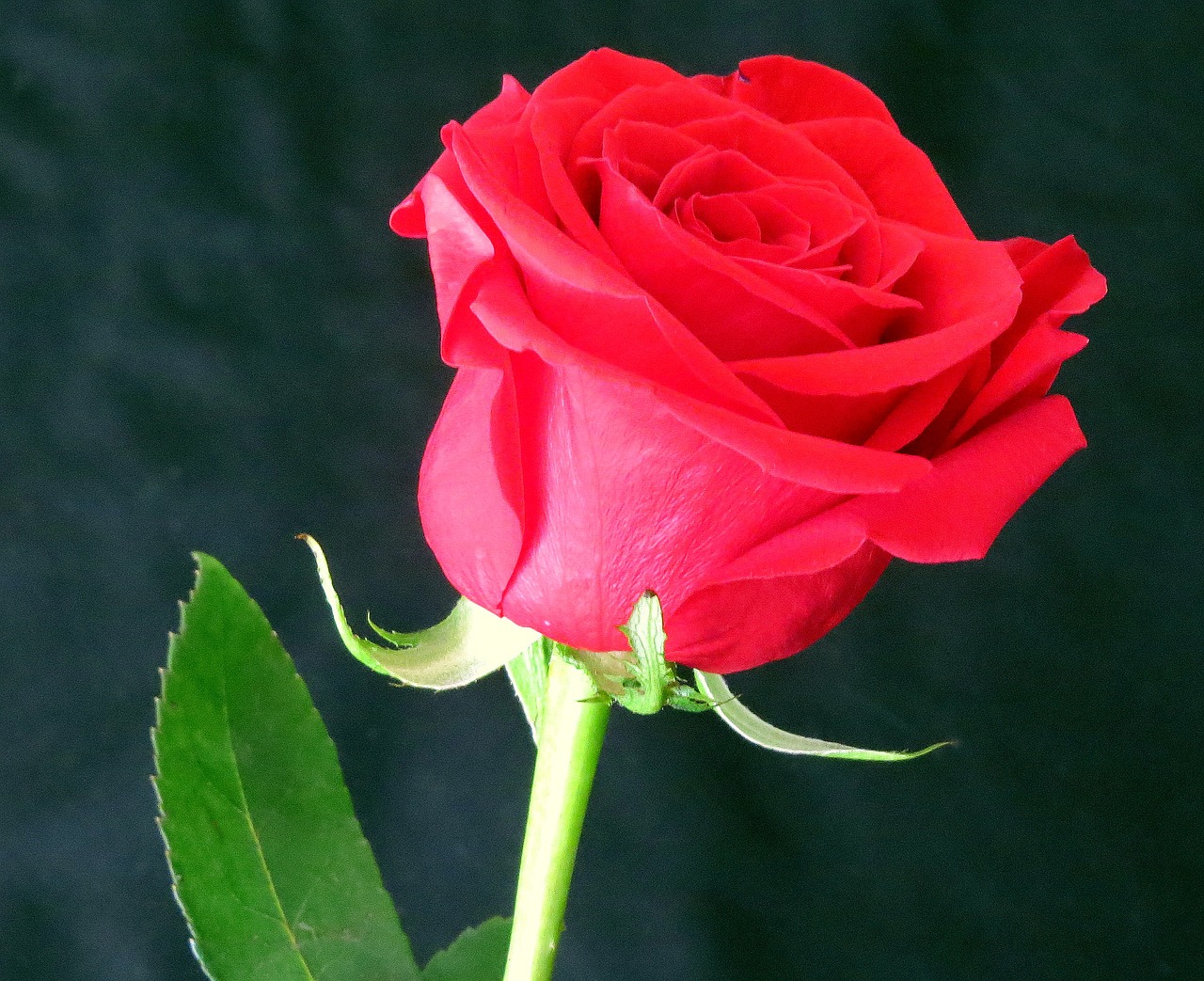 rosa flower red free photo