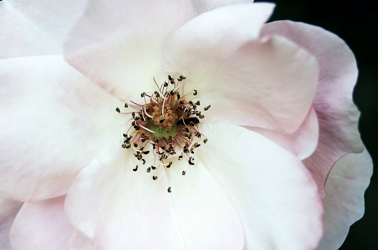 rosa flower beauty free photo
