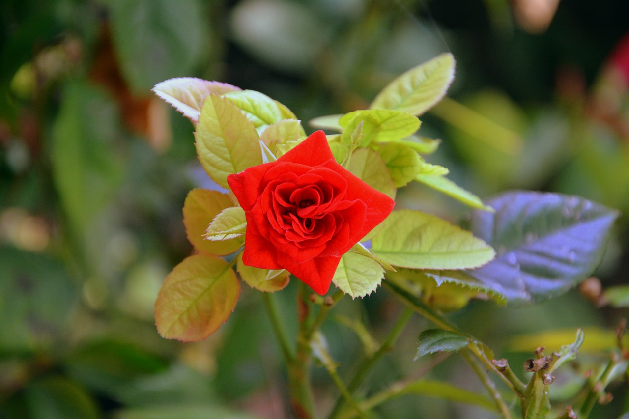 rosa flower nature free photo