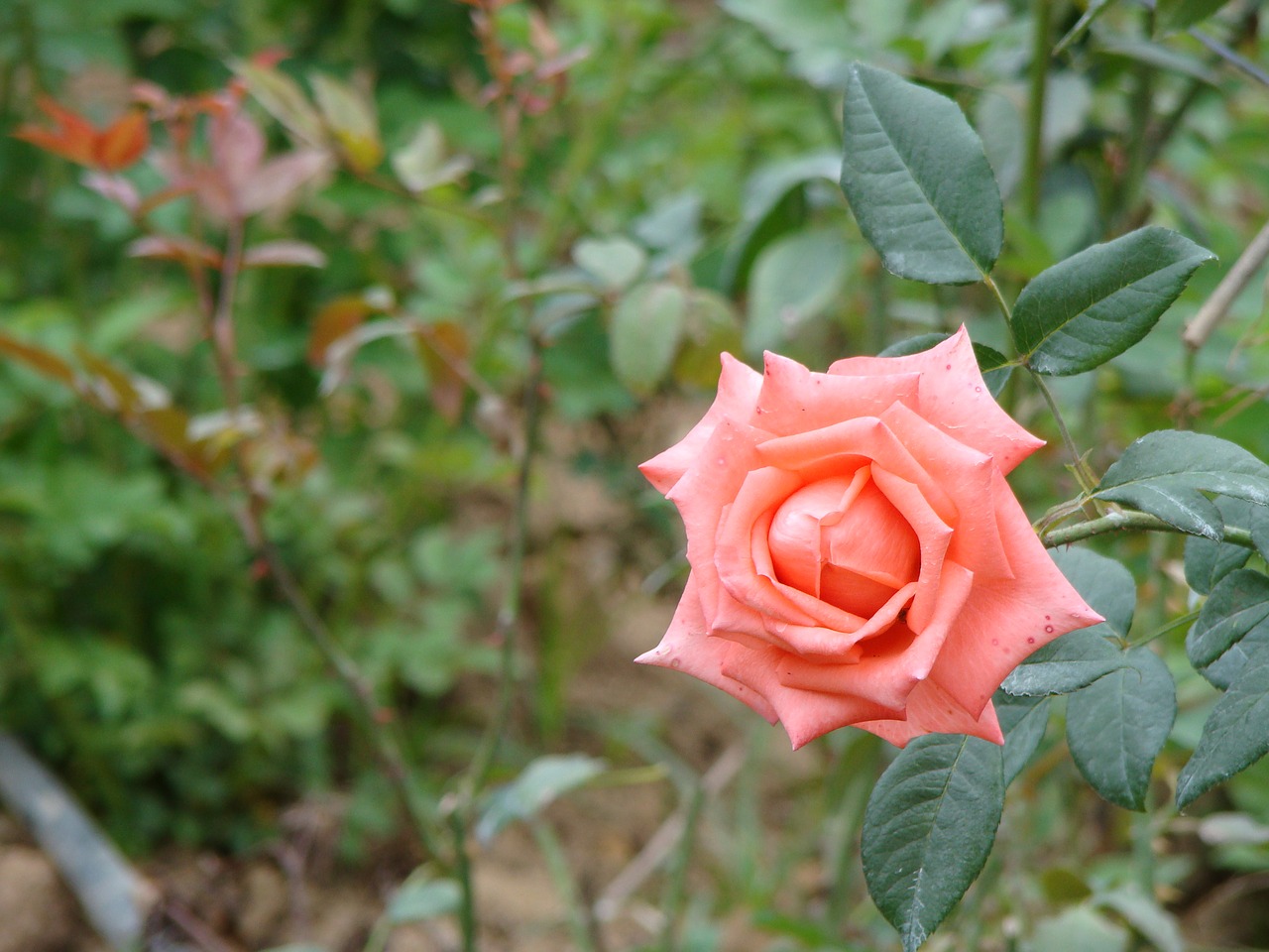 rosa pink field free photo