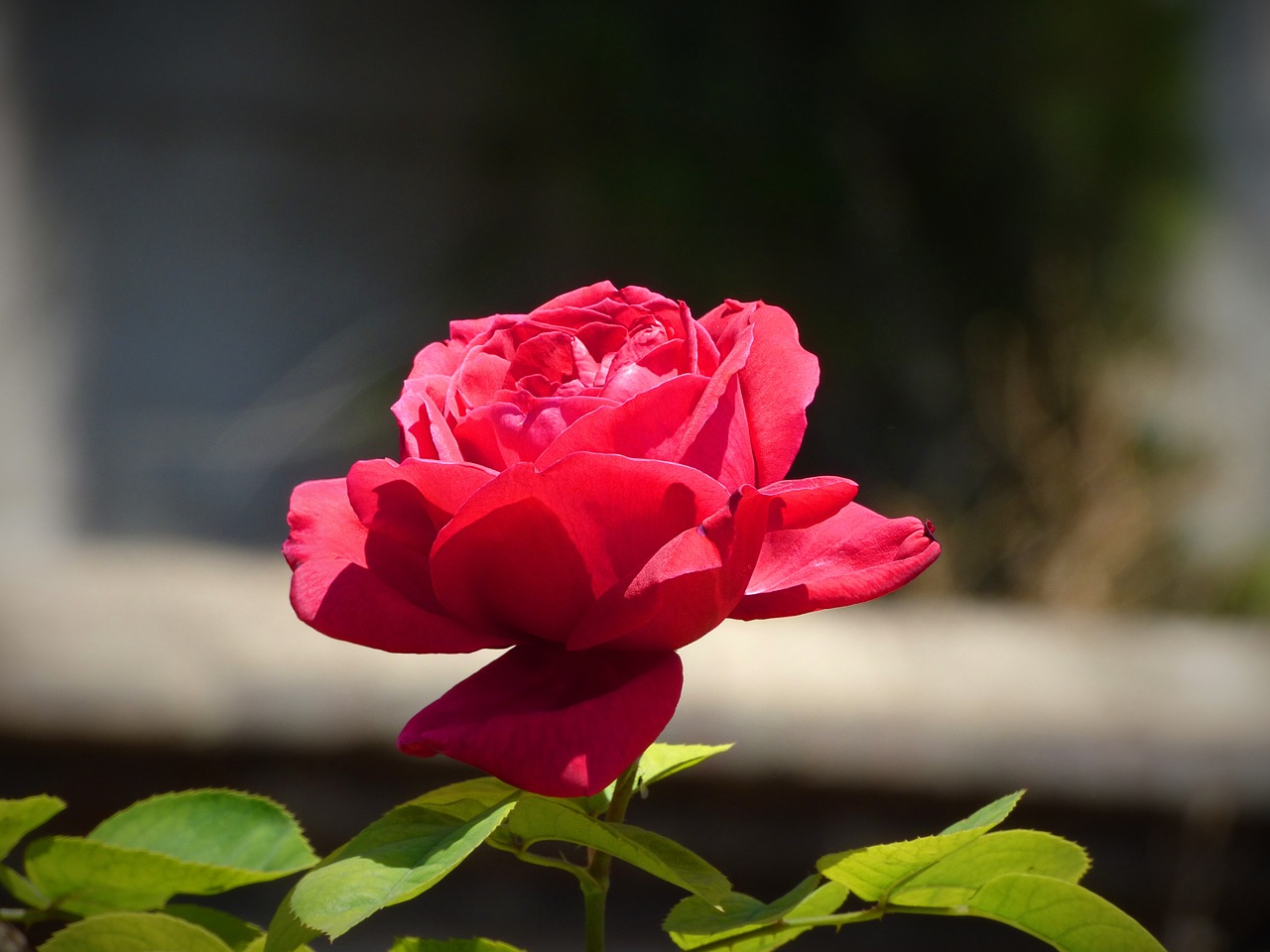 rosa red rose flower free photo