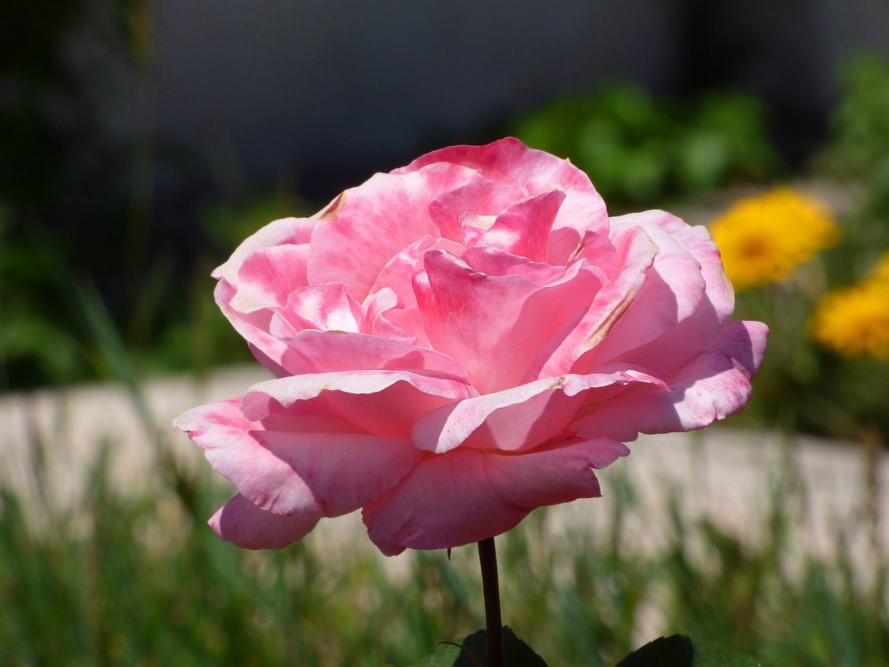 rosa pink flower free photo