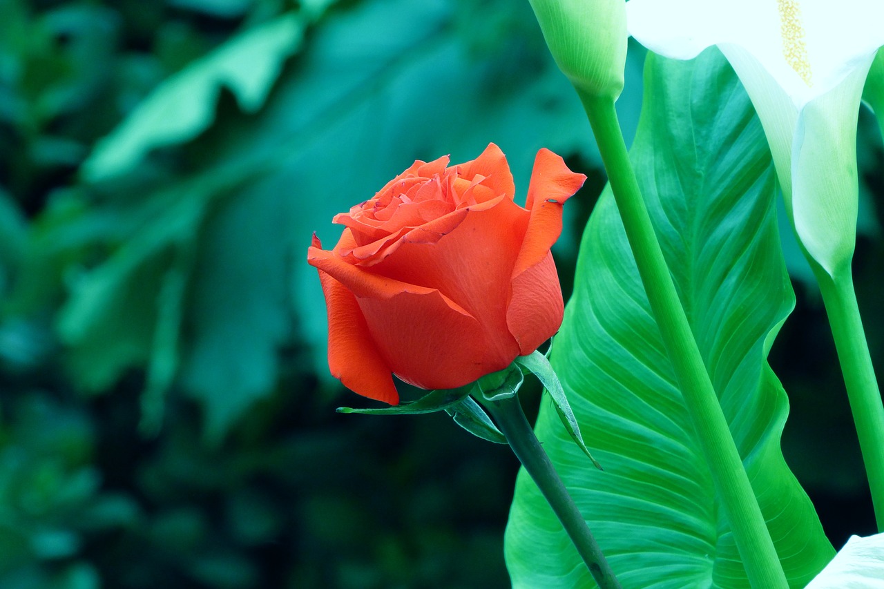 rosa flower red flower free photo