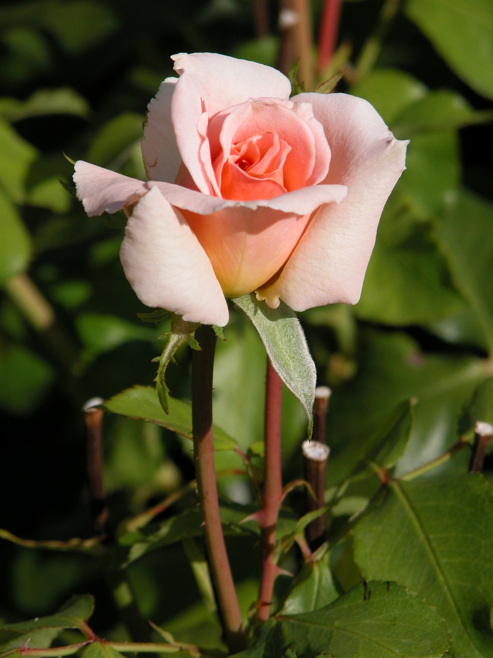 rosa flower nature free photo