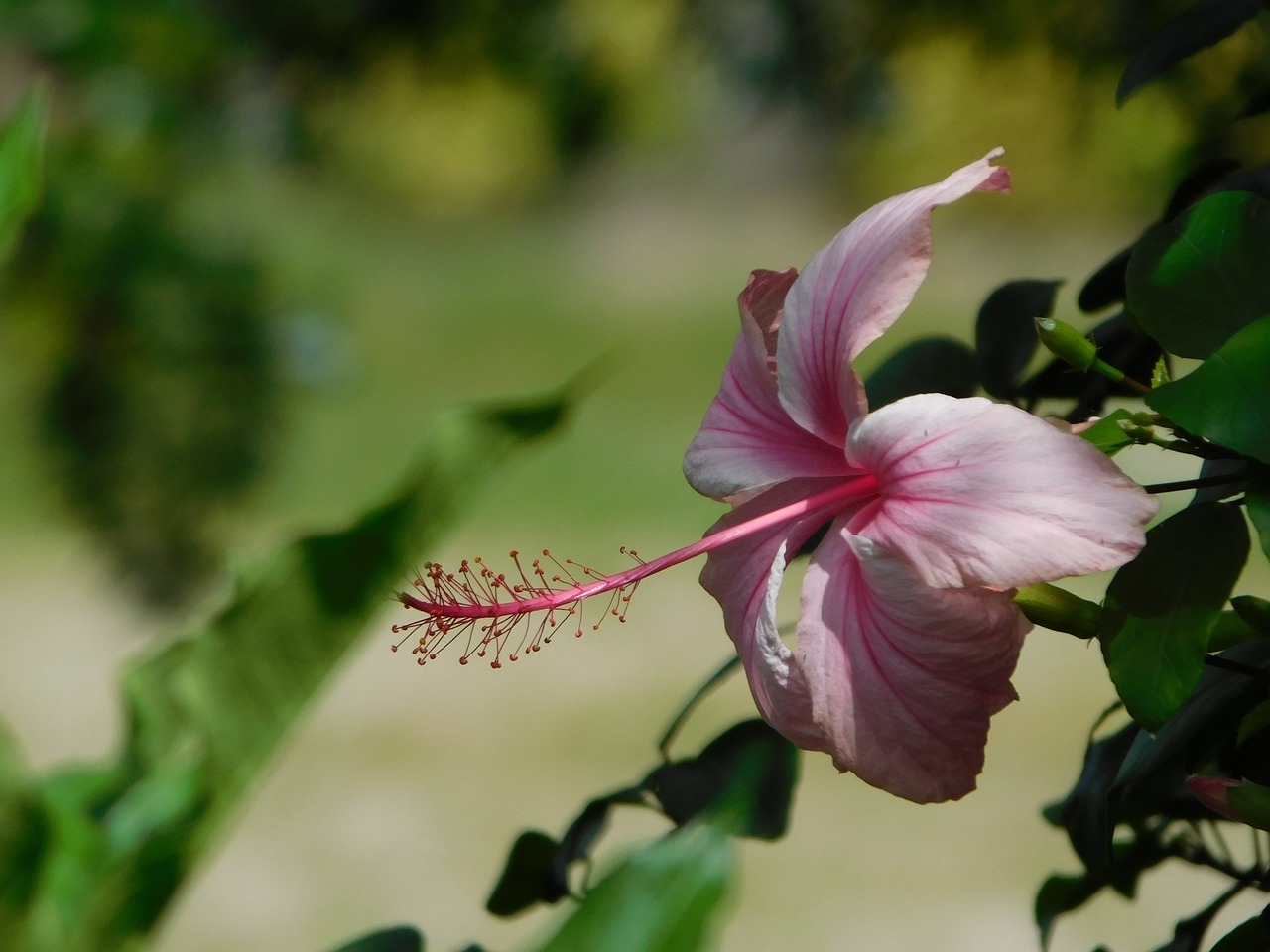 rosa hibiscus flower free photo