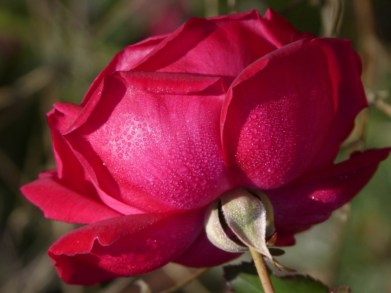 rosa rocio drops free photo