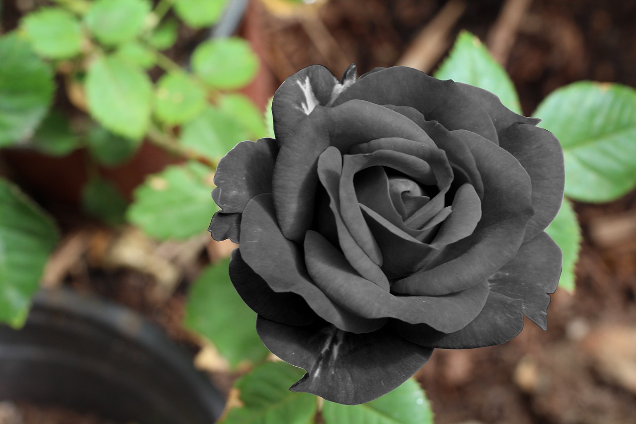 rosa black color free photo