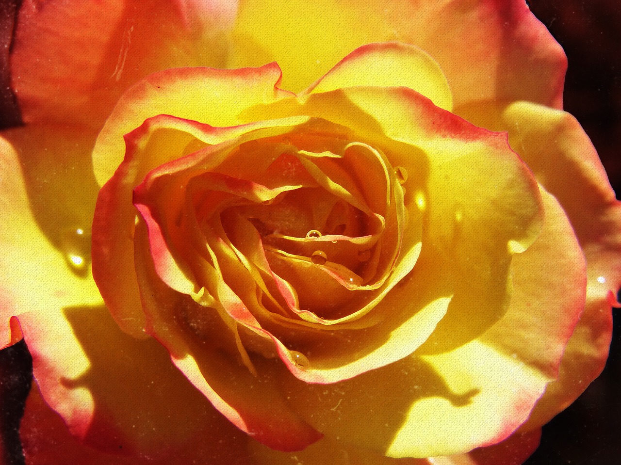 rosa petals yellow rose free photo