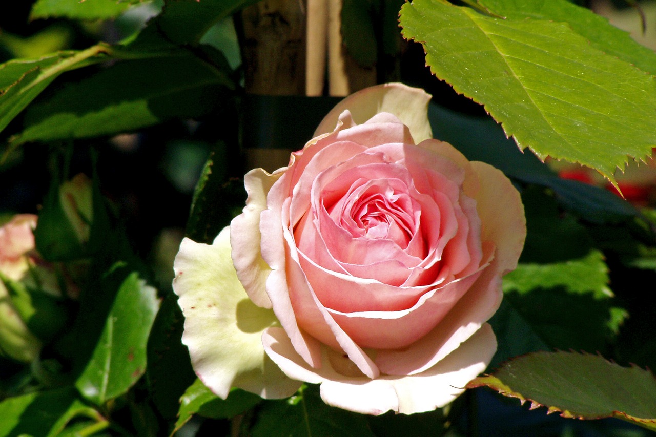 rosa flower petals free photo