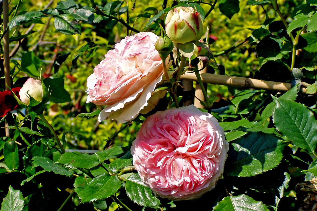 rosa flower petals free photo