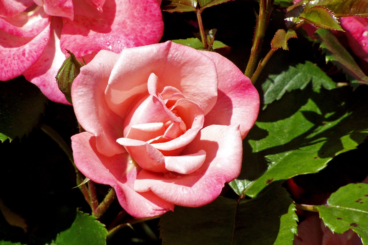 rosa flower petals free photo