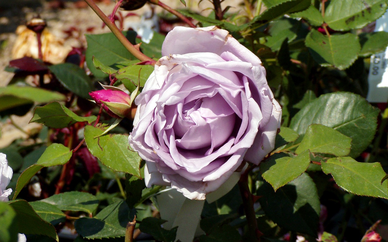 rosa flower petals free photo